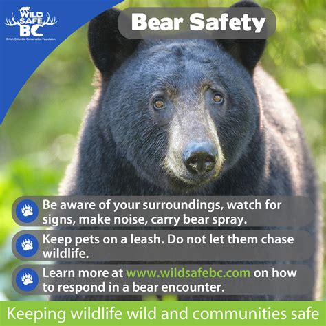 Learn about black bear safety at Greene County event